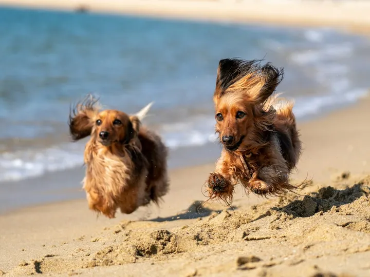 Two long-haired dachshunds leaping across the sand at the water's edge
