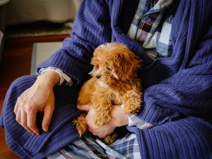 A fluffy apricot puppy curled up in its new owner's lap