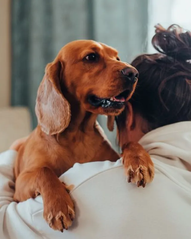 A red dachshund rests its paws on its owner's shoulder during a hug